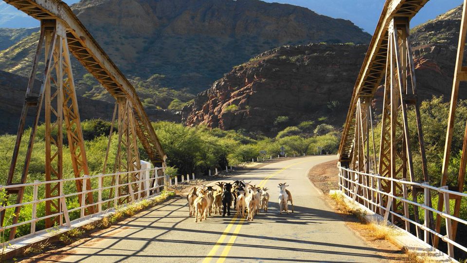 Cafayate with Torrontés Wine Tasting foto 11