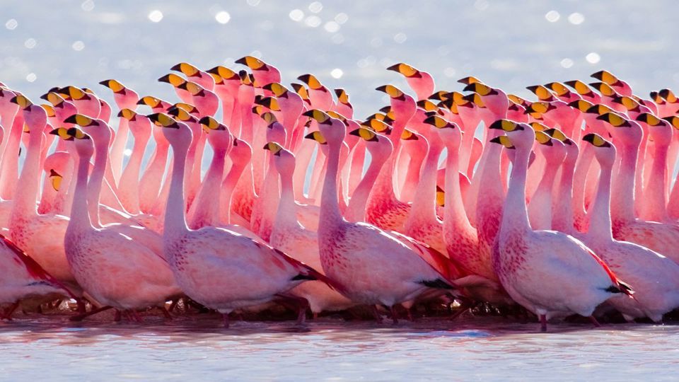 Laguna del Toro com Almoço e Observação de Flamingos foto 1