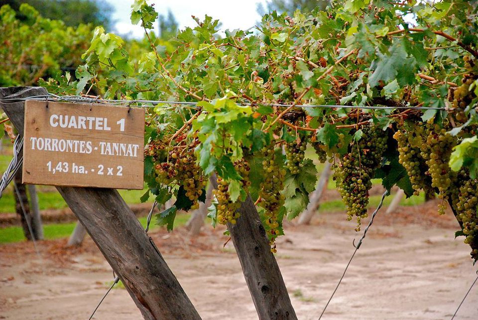 Wine Route: Cafayate Wineries with Tasting foto 1