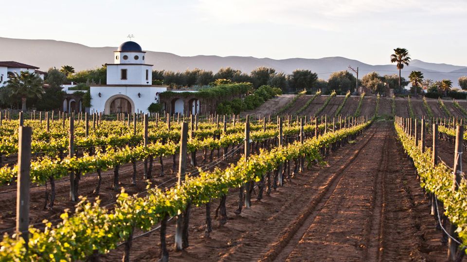 Wine Route: Cafayate Wineries with Tasting foto 3