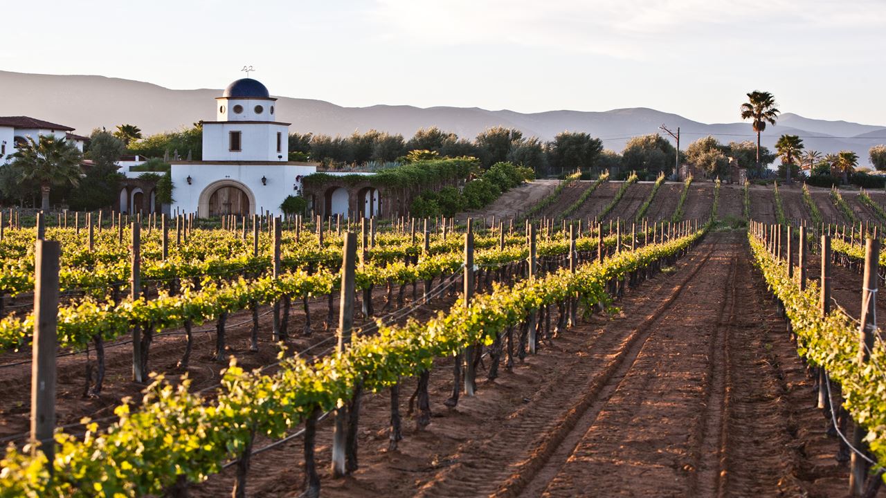 Rota Do Vinho (2)