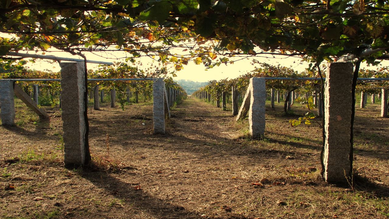 Rota Do Vinho (1)
