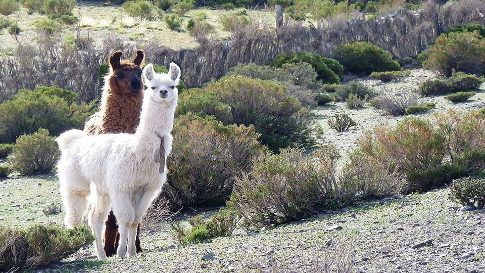 Día Completo en San Antonio de Los Cobres foto 2