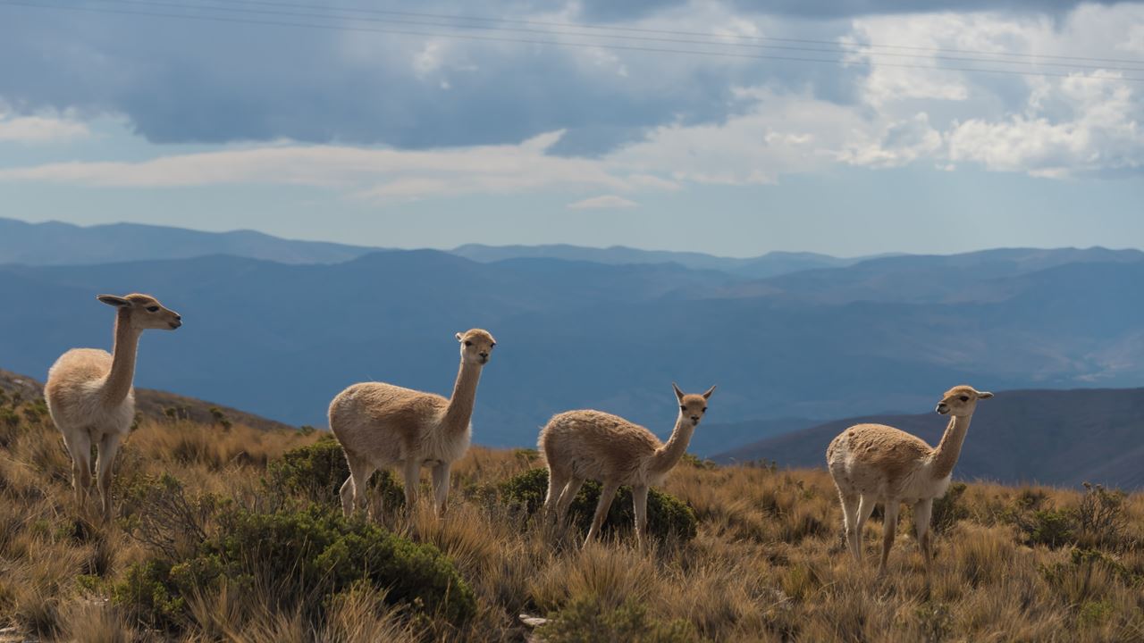 Paquete Turistico A Salta Y Jujuy Clasico foto 6