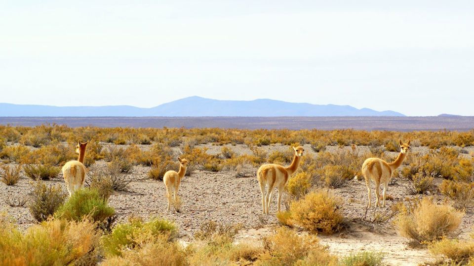 Highlands Loop: Salinas Grandes & San Antonio de los Cobres foto 14
