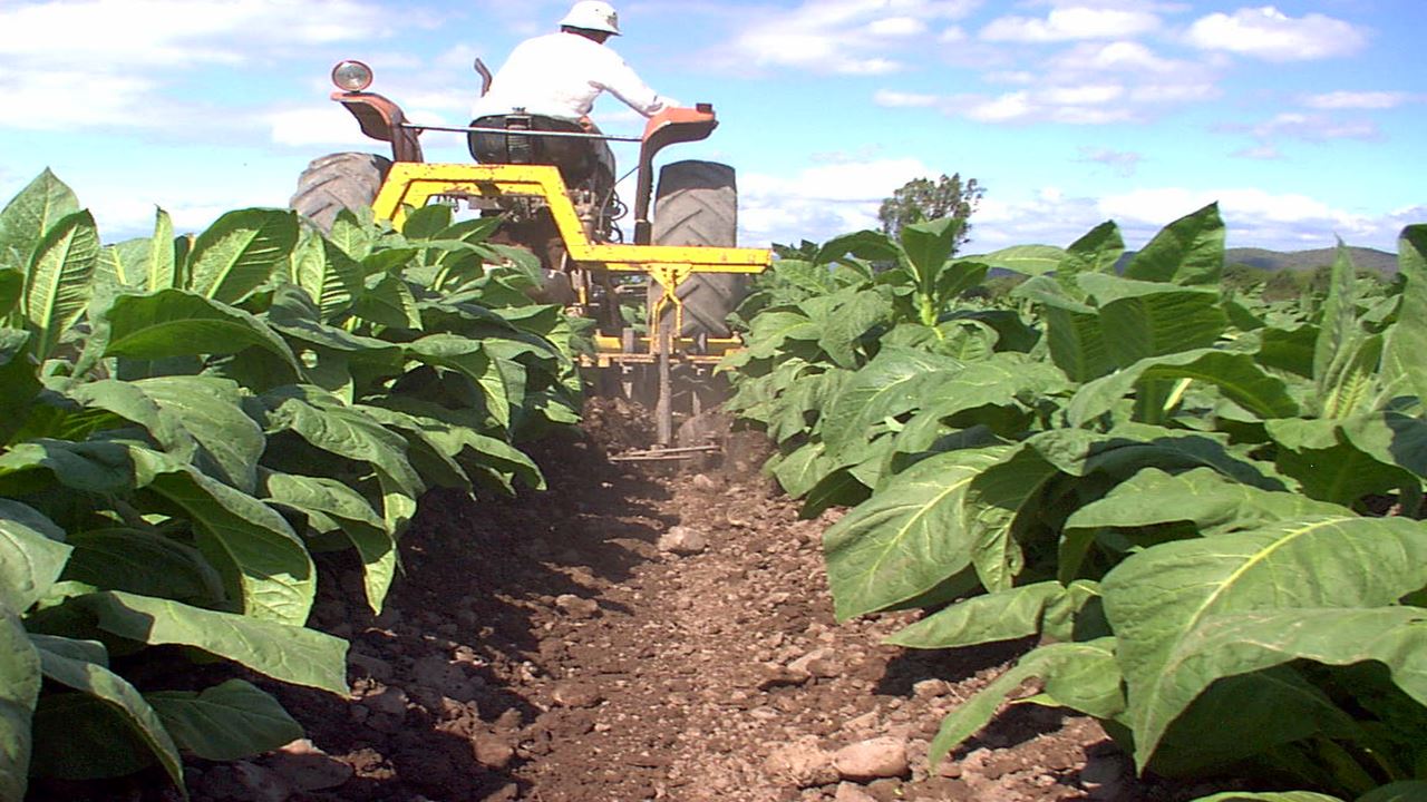 Tobacco Route